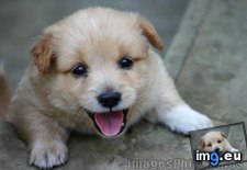 Tags: cute, puppy (Pict. in Rehost)