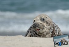 Tags: cute, photo, seal (Pict. in Rehost)