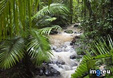 Tags: australia, daintree, national, north, park, queensland (Pict. in Beautiful photos and wallpapers)