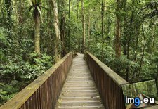 Tags: australia, daintree, national, park, queensland (Pict. in Beautiful photos and wallpapers)
