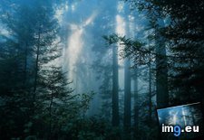 Tags: dark, foggy, forest, night (Pict. in Photos of Nature)