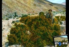 Tags: bush, california, creosote, death, decou, desert, elsie, landscape, valley (Pict. in Branson DeCou Stock Images)