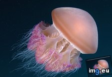 Tags: delicate, indonesia, jellyfish (Pict. in Beautiful photos and wallpapers)