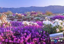 Tags: anza, borrego, california, desert, flowers, park, state (Pict. in Beautiful photos and wallpapers)