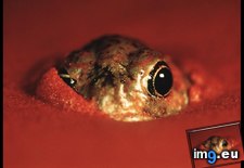 Tags: desert, frog, spadefoot (Pict. in National Geographic Photo Of The Day 2001-2009)