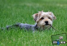 Tags: dog, grass, green (Pict. in 1920x1200 wallpapers HD)