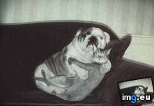 Dog N Cat (funny meme) (#Funny #Cat #Dog #Meme) - 15 KB Tags: cat, dog, funny, meme (Pict. in Funny pics and meme mix)