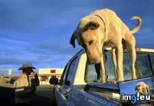 Tags: dog, pickup (Pict. in National Geographic Photo Of The Day 2001-2009)
