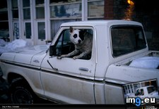 Tags: colorado, dog, truck (Pict. in National Geographic Photo Of The Day 2001-2009)
