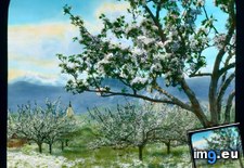 Tags: dolomites, orchard (Pict. in Branson DeCou Stock Images)