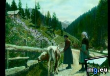 Tags: cow, dolomites, girls, two (Pict. in Branson DeCou Stock Images)
