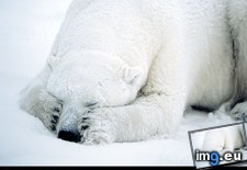 Tags: bear, dozing, polar (Pict. in National Geographic Photo Of The Day 2001-2009)