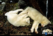 Tags: drunken, pups (Pict. in National Geographic Photo Of The Day 2001-2009)