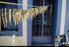 Tags: drying, fish (Pict. in National Geographic Photo Of The Day 2001-2009)
