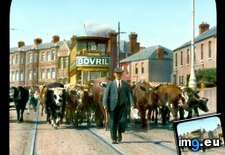 Tags: cattle, city, driving, dublin, herder, street, tram (Pict. in Branson DeCou Stock Images)