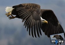 Tags: 1366x768, eagle, wallpaper (Pict. in Animals Wallpapers 1366x768)