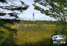Tags: black, bog, growing, nova, one, scotia, species, spruce, trees (Pict. in My r/EARTHPORN favs)