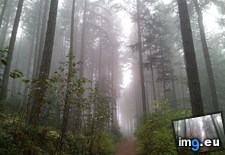 Tags: 3264x2448, day, fog, foggy, forest, nanaimo, photo, road, trees, wallpaper (Pict. in My r/EARTHPORN favs)