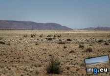 Tags: africa, desert, herd, kalahari, namibia, running, south (Pict. in My r/EARTHPORN favs)
