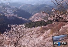 Tags: 2048x1365, blossoms, cherry, covered, japan, mountain, mountainside, yoshino (Pict. in My r/EARTHPORN favs)