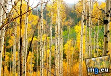 Tags: aspen, changing, color, colorado, dad, fall (Pict. in My r/EARTHPORN favs)