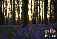 Tags: bluebells, england, sunset (Pict. in My r/EARTHPORN favs)