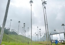 Tags: cocora, colombia, palm, tallest, trees, valley, worlds (Pict. in My r/EARTHPORN favs)