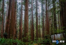Tags: california, deep, redwoods (Pict. in My r/EARTHPORN favs)