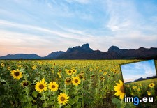Tags: endless, sunflowers, thailand (Pict. in My r/EARTHPORN favs)