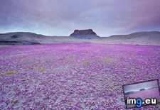 Tags: arid, burst, col, conditions, fleeting, lands, years (Pict. in My r/EARTHPORN favs)