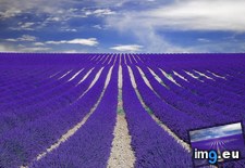 Tags: fields, lavender (Pict. in My r/EARTHPORN favs)