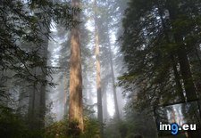 Tags: bird, grove, johnson, lady, national, park, redwood (Pict. in My r/EARTHPORN favs)