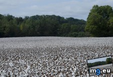 Tags: alabama, cotton (Pict. in My r/EARTHPORN favs)