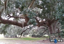 Tags: louisiana, tree (Pict. in My r/EARTHPORN favs)