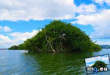 Tags: 4000x2664, dulce, guatemala, island, mangrove, rio, trip (Pict. in My r/EARTHPORN favs)