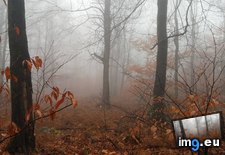 Tags: afternoon, autumn, misty, northeastern, pennsylvanian, slenderman, woods (Pict. in My r/EARTHPORN favs)