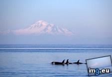 Tags: canada, island, orcas (Pict. in My r/EARTHPORN favs)