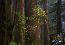 Tags: 1600x1200, california, forest, growing, nature, nice, one, plants, redwood, tree, trees, usa (Pict. in My r/EARTHPORN favs)