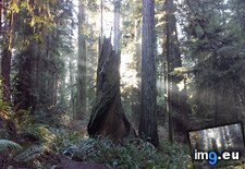 Tags: california, creek, park, prairie, redwoods, state (Pict. in My r/EARTHPORN favs)
