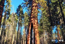 Tags: grove, large, mariposa, sequoia, tree (Pict. in My r/EARTHPORN favs)