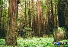 Tags: california, redwoods (Pict. in My r/EARTHPORN favs)