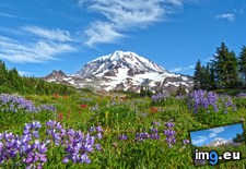 Tags: rainier, wildflowers (Pict. in My r/EARTHPORN favs)