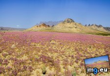 Tags: california, desert, dittli, eastern, john, kingston, mojave, mountains, photo, wildflowers (Pict. in My r/EARTHPORN favs)