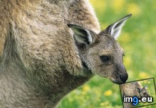 Tags: eastern, gray, joey, kangaroo, pouch (Pict. in Beautiful photos and wallpapers)