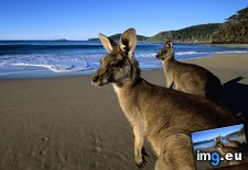 Tags: australia, beach, eastern, grey, kangaroos (Pict. in Beautiful photos and wallpapers)