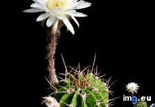 Tags: chacoana, echinopsis (Pict. in wadie 0)
