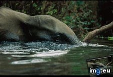 Tags: echira, elephant, river (Pict. in National Geographic Photo Of The Day 2001-2009)