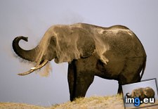 Tags: bath, dust, elephant (Pict. in National Geographic Photo Of The Day 2001-2009)