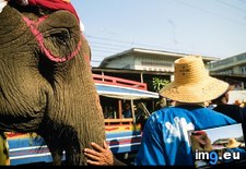 Tags: elephant (Pict. in National Geographic Photo Of The Day 2001-2009)
