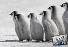 Tags: alamy, antarctica, chicks, emperor, hill, ice, island, penguin, snow (Pict. in December 2012 HD Wallpapers)